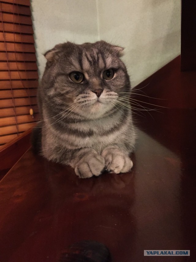 Котовторник