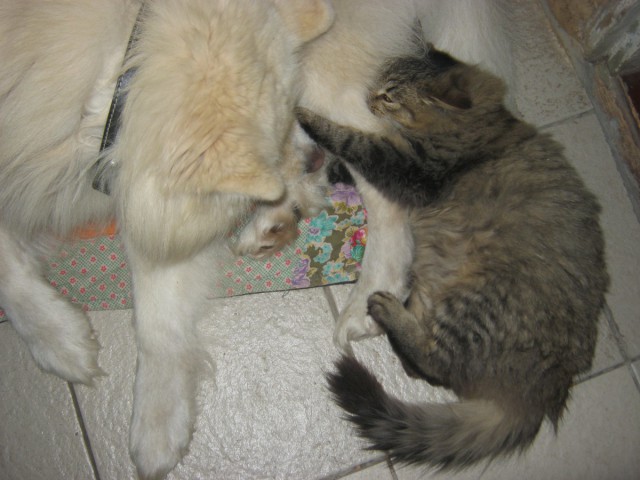 Котовторник  01.03.2016