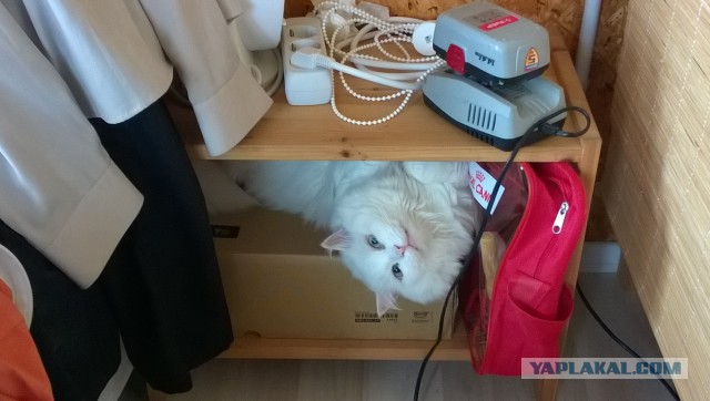 Знакомьтесь, бенгальский кот по кличке Тор с идеально красивой шерсткой