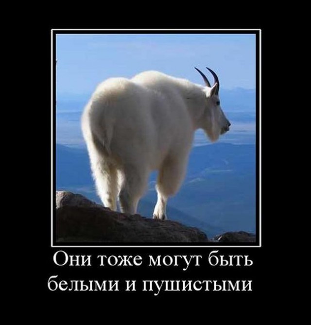Прикольные животные