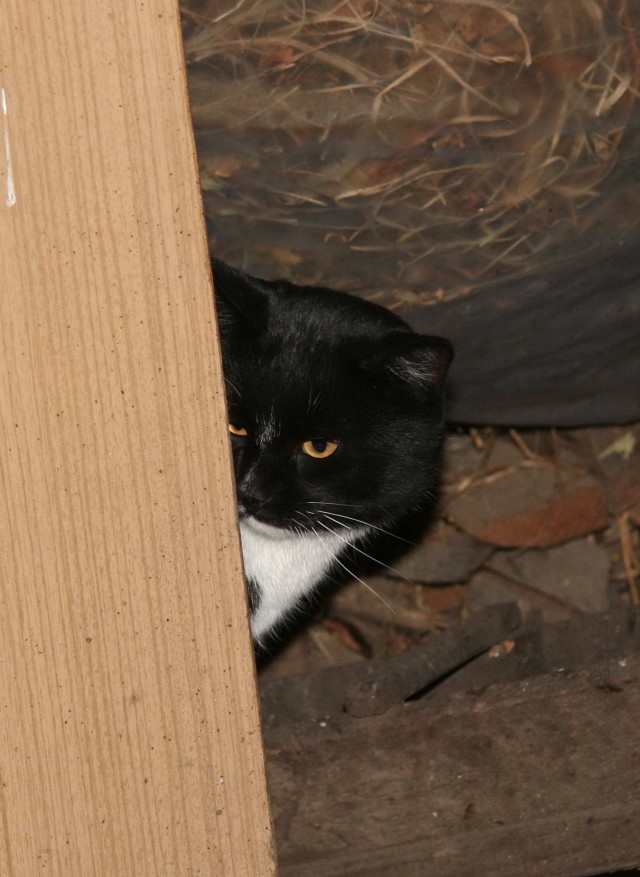 Коты из сети