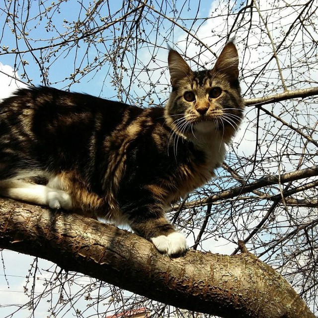 Коты и Кошки