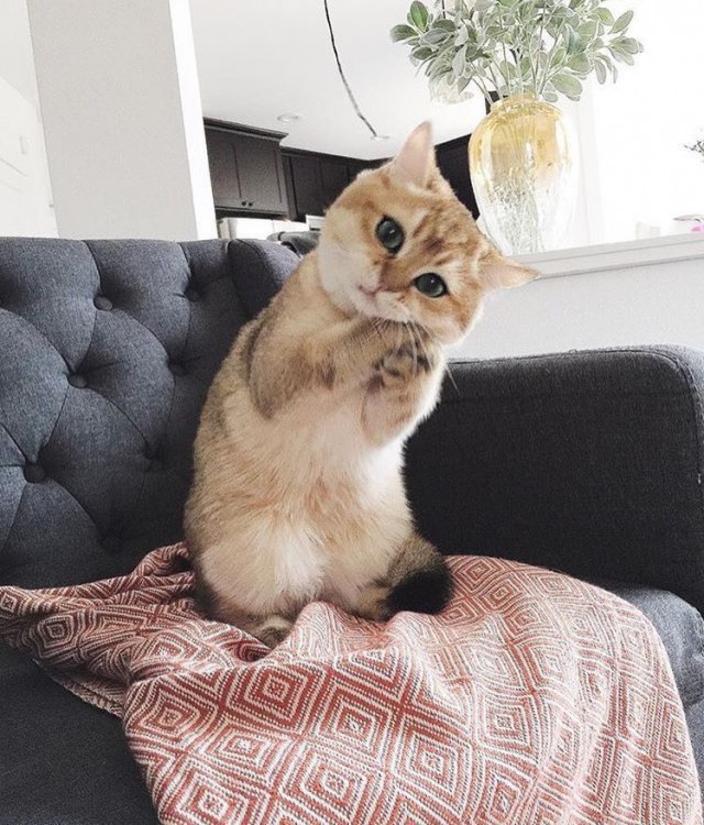 Коты и Кошки