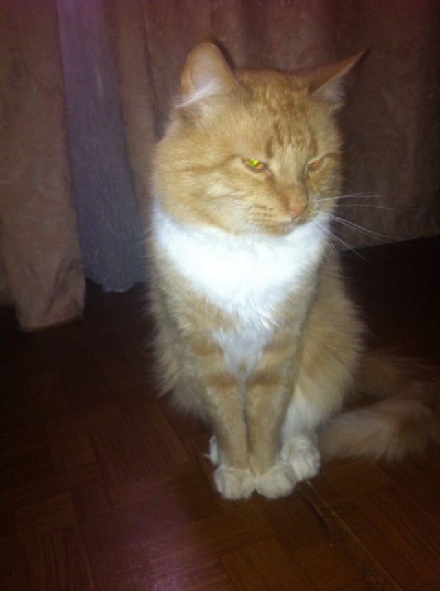 Коты и Кошки