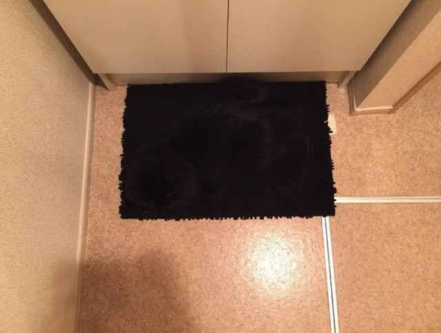 Коты и Кошки