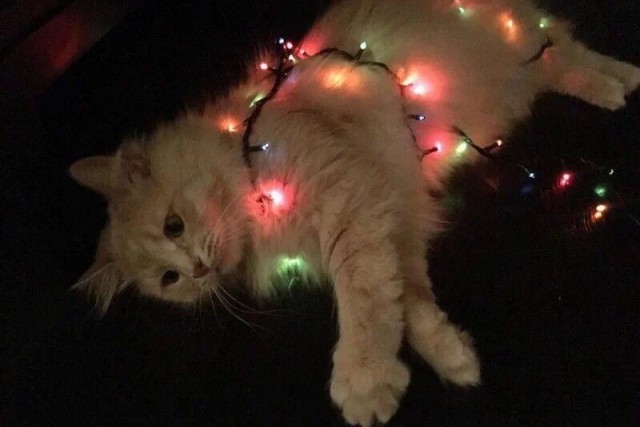 Прикольных котов пост