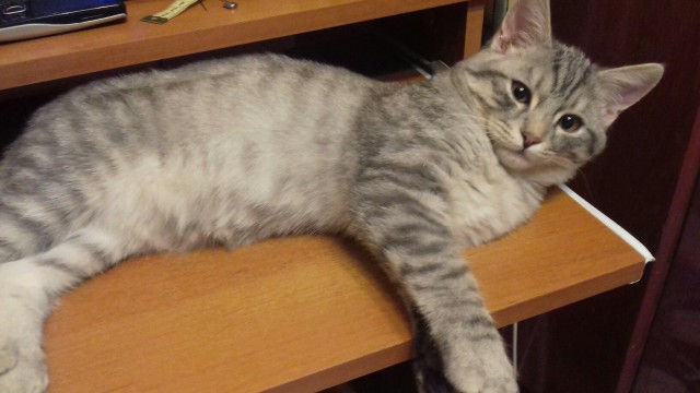 Прикольных котов пост
