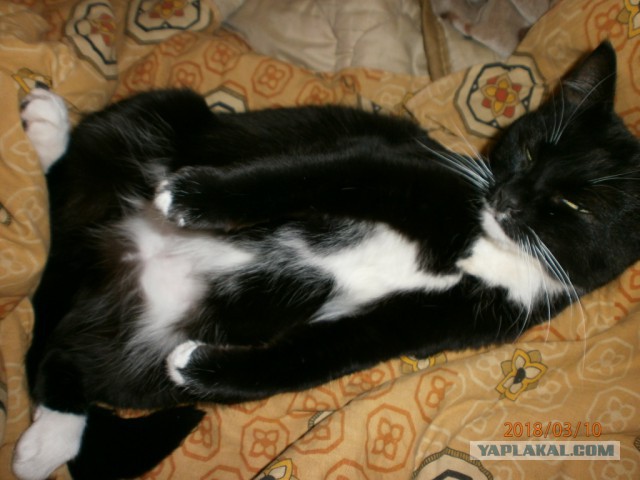 Котовторник 13.03.2018