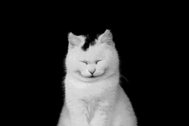 Фотобомбы котов