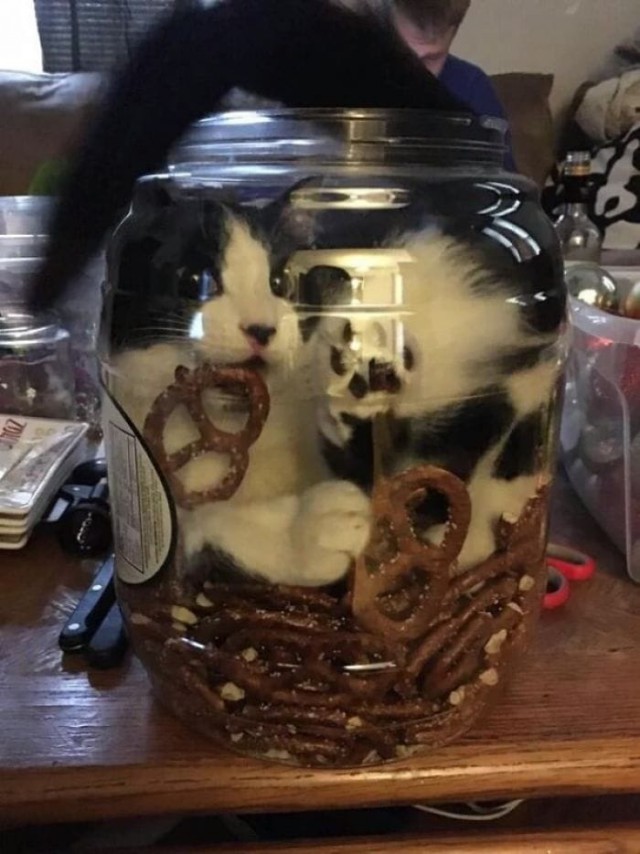 Живность из сети