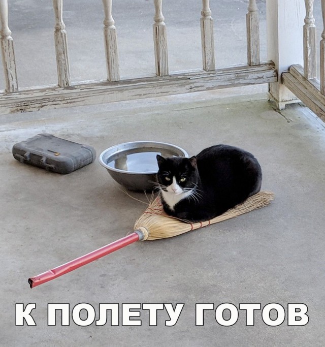 Подборка настоящих котов