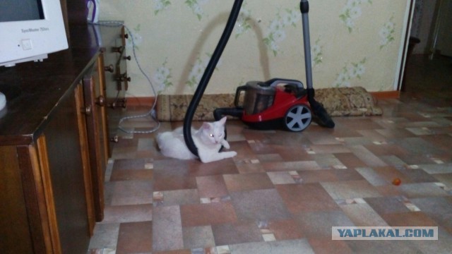 Котовторник 22.05.2018