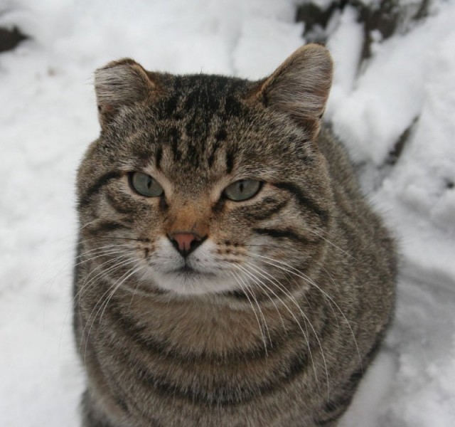 Котовторник на ЯПлакалъ