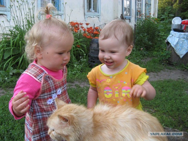 Котовторник на ЯПлакалъ: Кото и кто-то!