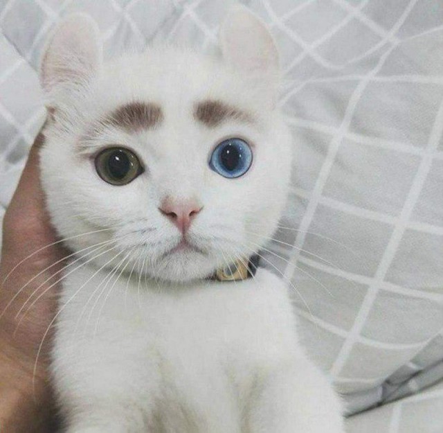Прикольных котов пост