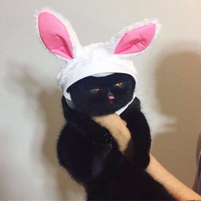 Прикольных котов пост