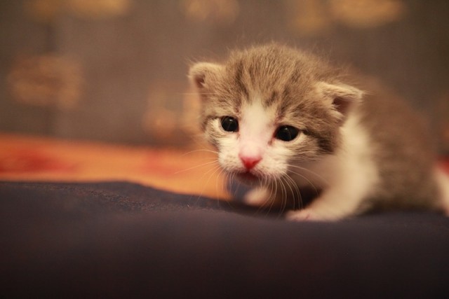 Начинаем котовторник!