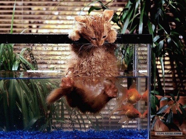 Котовторник объявляется открытым!