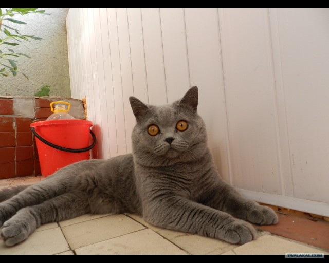 Котовторник с Кузей