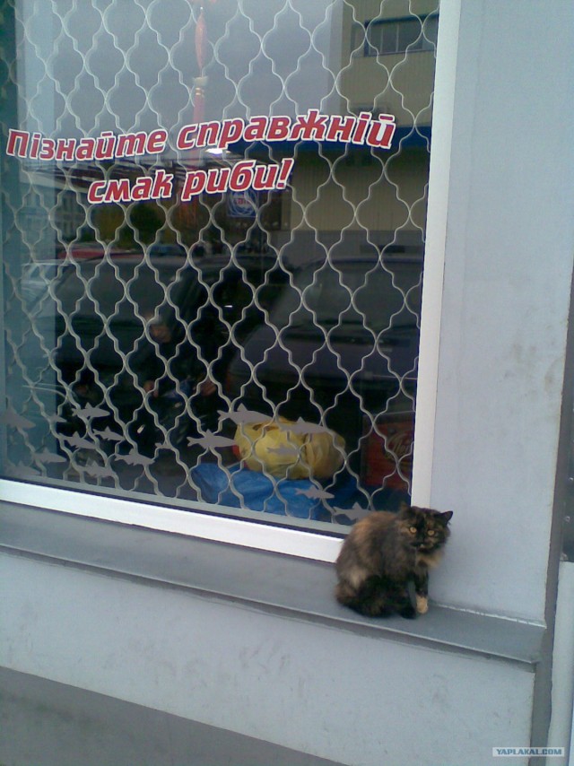 Котовторник (начало в супермаркете!)
