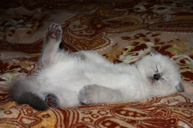 Зевни кота