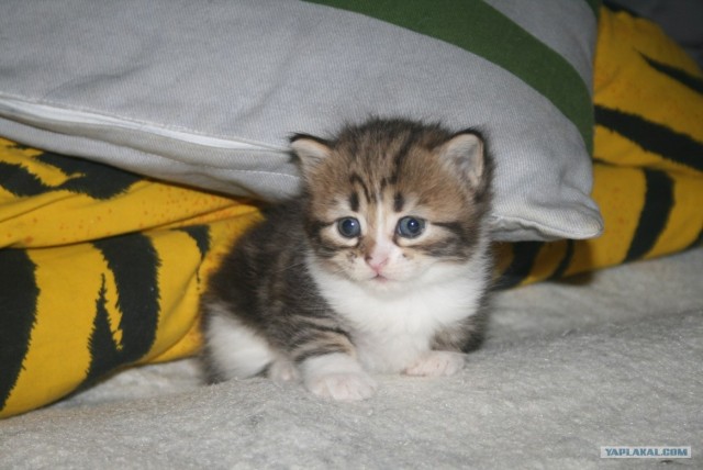 Котовторник 17 января