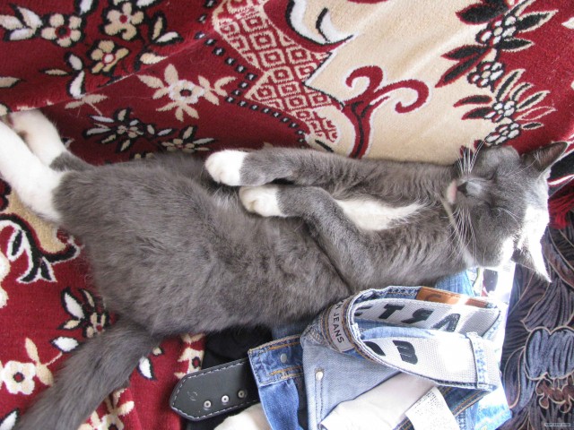 Котовторник (07.02.2012)