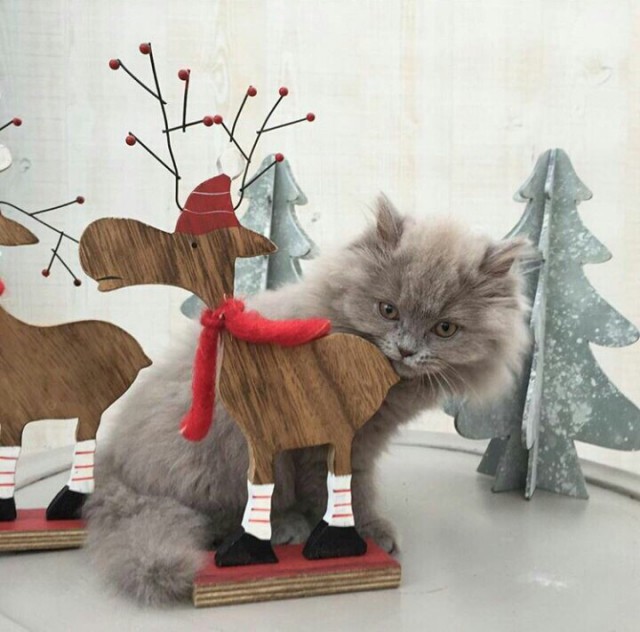 Прикольных котов пост