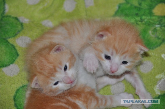 Котовторник 2019