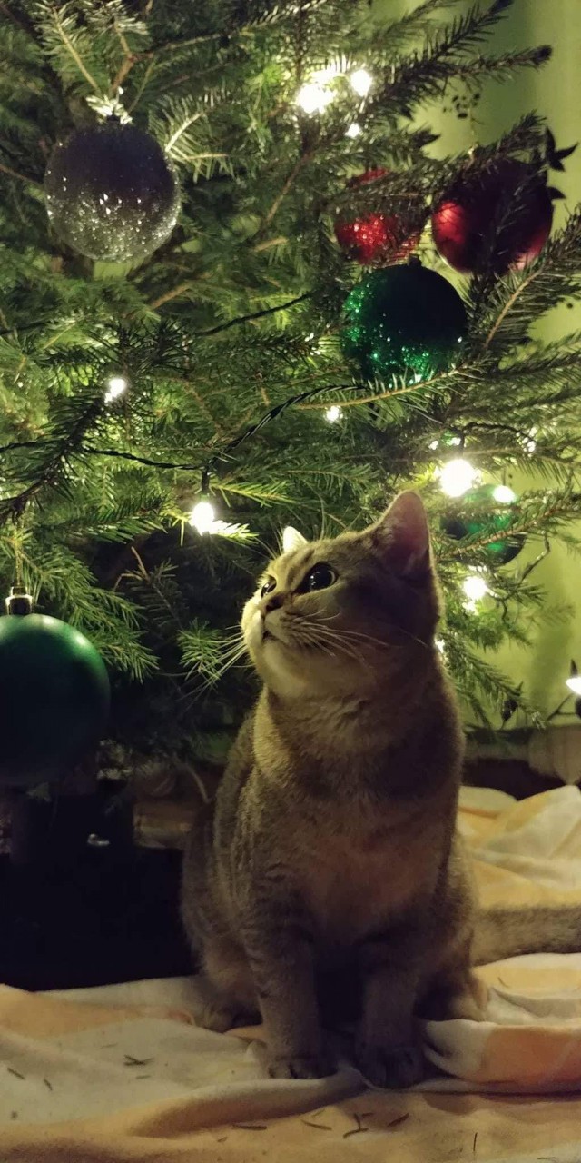 Прикольных котов пост
