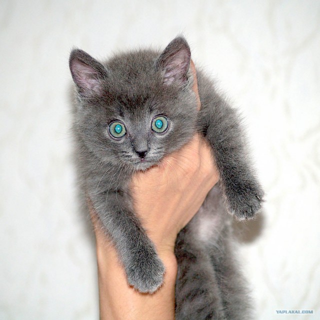 Котовторник 24.04.2012