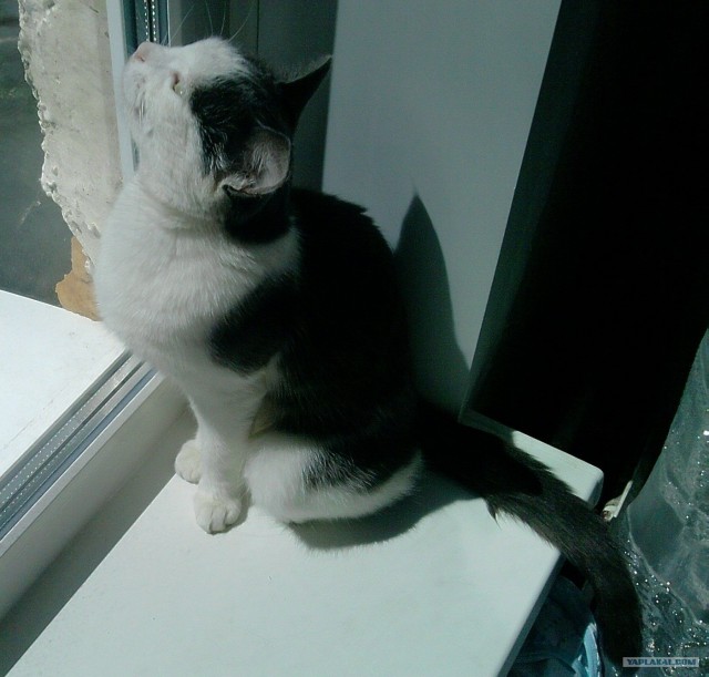 Котовторник  28.08.12