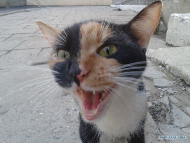 Котовторник 29.01.2013