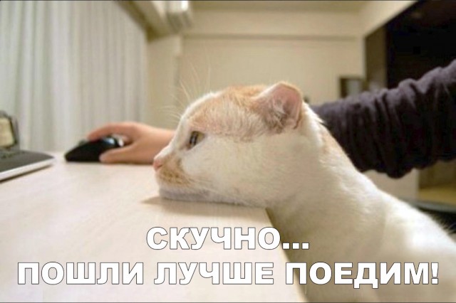 Забавные фото котеек