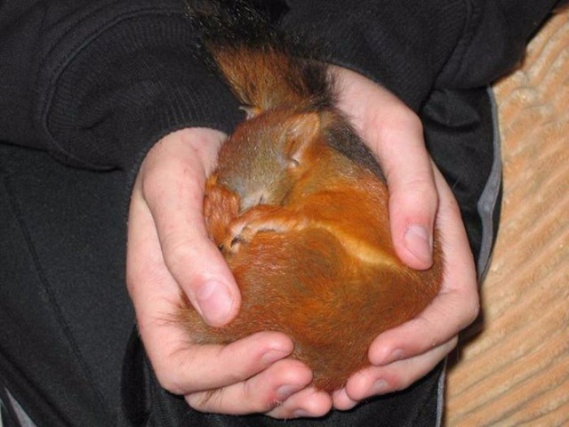 Живность из сети