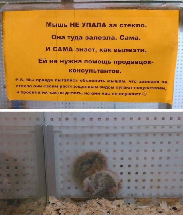Перлы