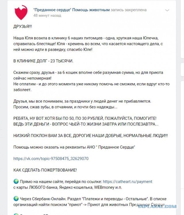 Помогите вернуть кота! Приют "Преданное сердце" украл кота и не отдает!-2