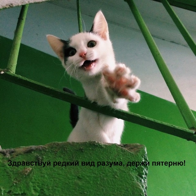 Коротко о ЯПлакал в картинках