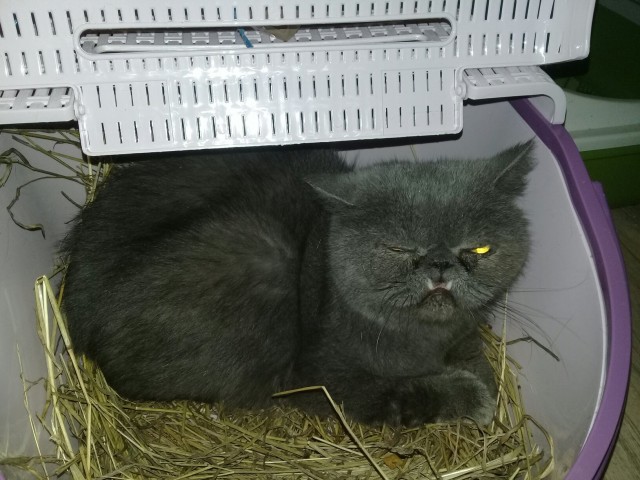 Забавные картинки с котами из сети