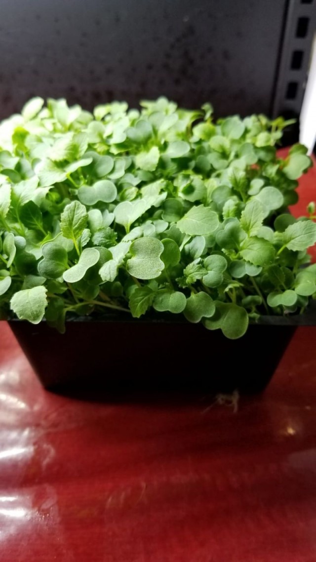 Зелёная гречка.Хлеб и каша. Безглютен.