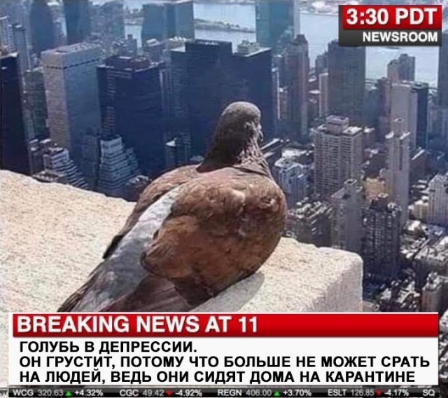 Где сегодня картинки?
