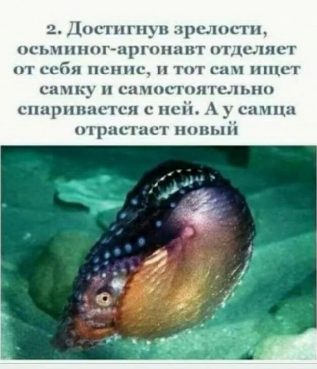 ″Вафли″ к чаю