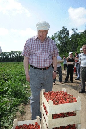 Как Жириновский на клубнике был