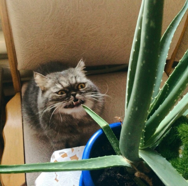 Эти забавные животные