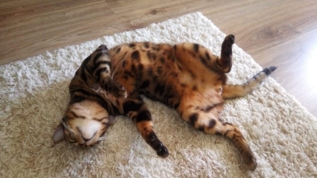 Котаны со странностями