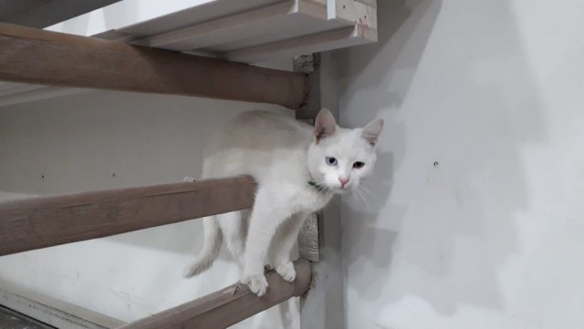 Котокартинки и котобуквы