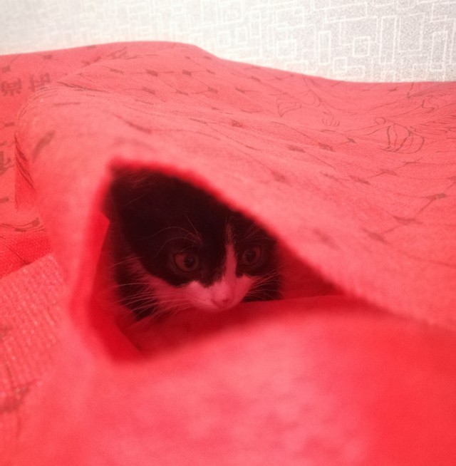 Некоторые виды маленькости