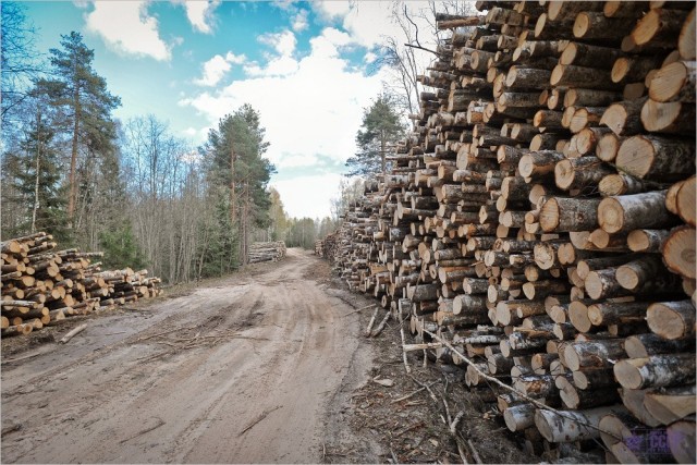 Незаконно добытую древесину разрешат уничтожать