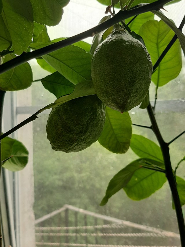 Мандарины