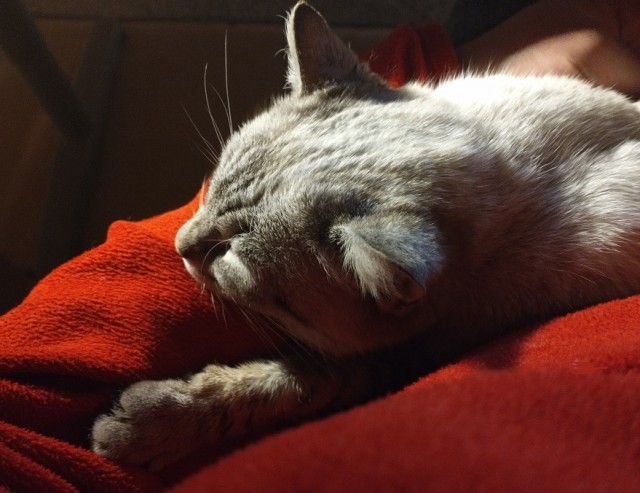 #ДРКулинарии2021 Куринария